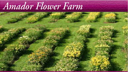 Amador Flower Farm